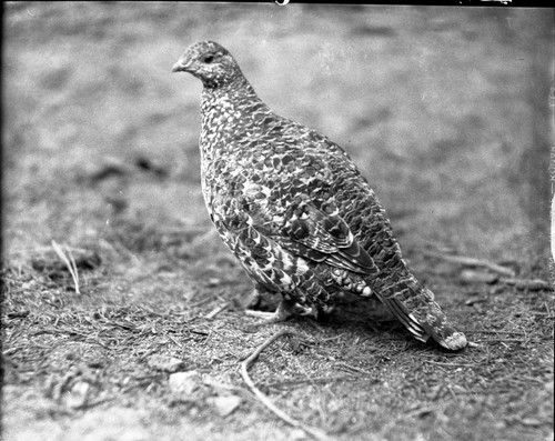 Misc. Birds, female Sierra Grouse