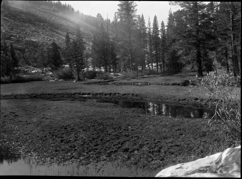 Meadow Studies, wetter portions near lower end