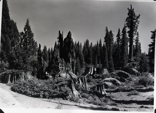 Logging, Sequoia stumps in Big Stump Basin