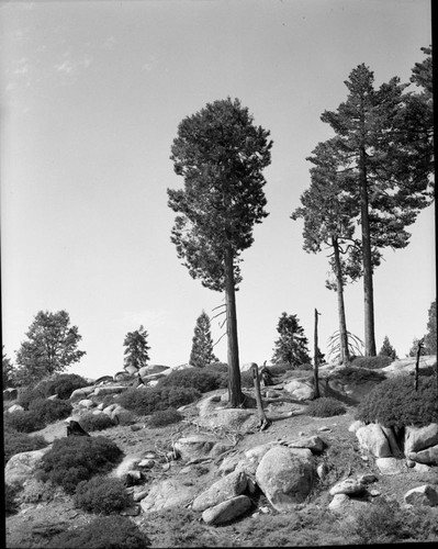 Incense Cedar