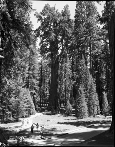 General Sherman Tree, full