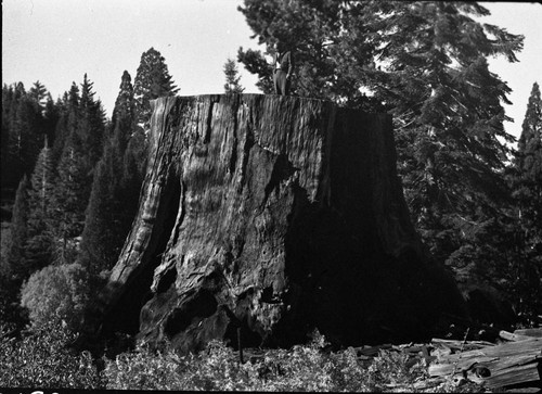 Misc. Named Giant Sequoias, Chicago Stump, Frank Oberhansley