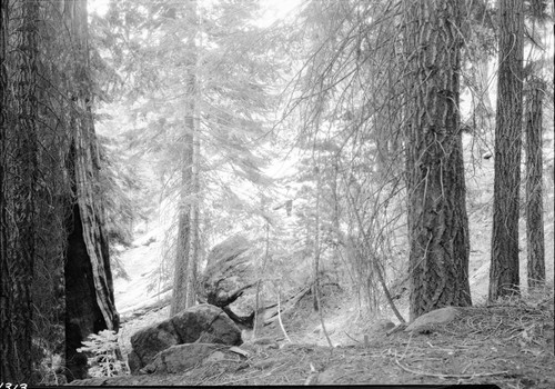 Generals Highway, SNP. Construction, surveyed route of Generals Highway, note man in photo. Mixed Coniferous forest, Giant Forest