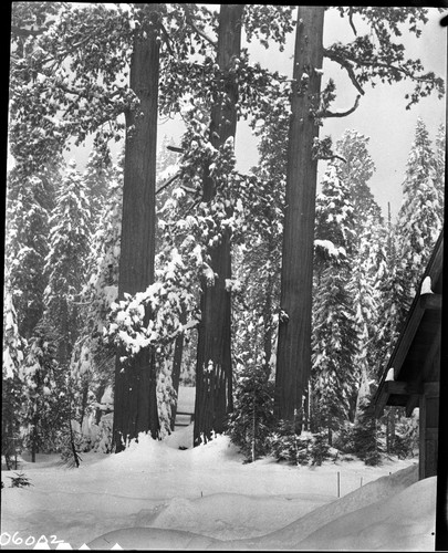 Winter Scenes, Giant Forest area, Giant Sequoia