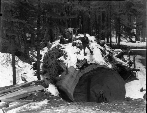 Exhibits, Giant Sequoia Sections, Sequoia log from which section was taken. Individuals unidentified