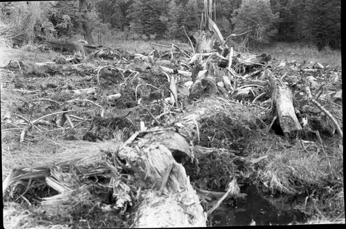 Fallen Giant Sequoias, norhteast corner of Crescent Meadow, Hugh Parkes in meadow