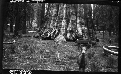 General Sherman Tree, with deer, signs