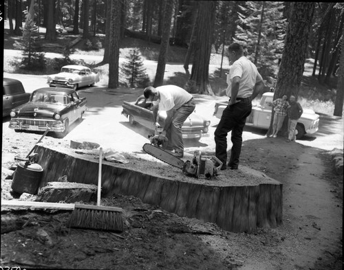 Giant Sequoia Sections, Cutting Section for University of Pennsylvania Carbon 14 Lab. Cut from felled leaning tree near lodge. Section 14"x2'x6