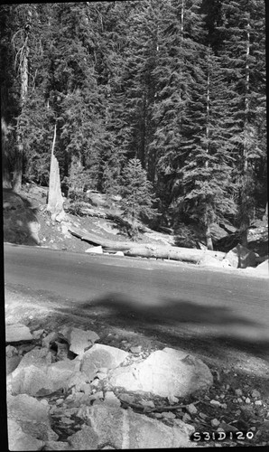 Generals Highway at Sherman Creek