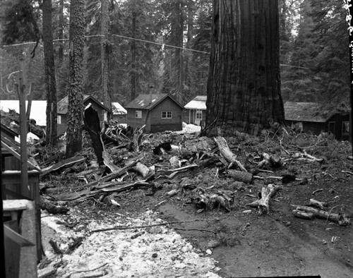 Fallen Giant Sequoias, Lightning struck sequoia adjacent to Leaning Tree cut in 1950, fire started March 23