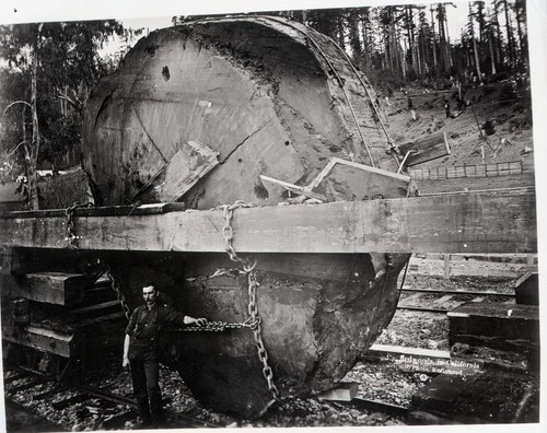 Giant Sequoia Sections, Section loaded onto railroad car