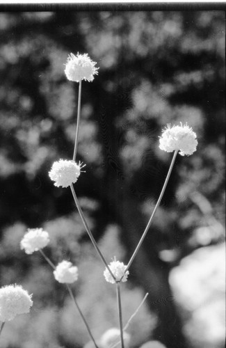 Rare Plants. "Erigonum nudum" var. "murinum" Mouse Buckwheat in flower. Elev. 1700