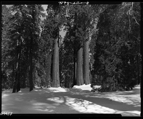 Giant Sequoia - Winter Scenes, Big Trees in snow