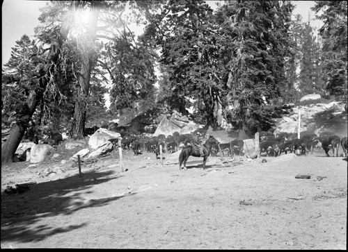 Grazing, Cattle, Leaders of Running N leave west Rowell Gate. Light leak