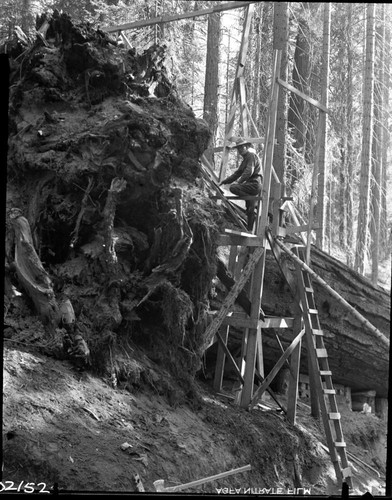 Giant Sequoia Sections, cutting section for San Diego Exposition. Individual unidentified