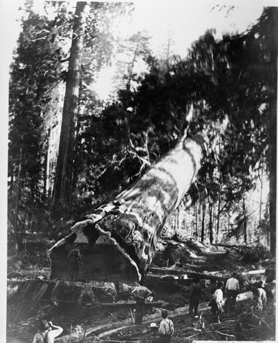 Logging, Felling giant sequoia, early 1900's. Note: Samte tree as in negative 03774