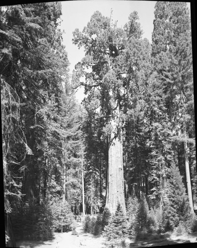 General Sherman Tree, full