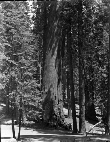 Miscellaneous Named Sequoias, Puzzle Corner Tree, Still standing at this date