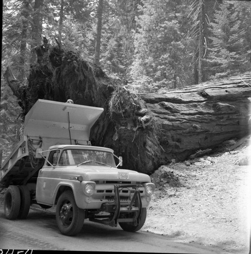 Buttress Tree, Fallen Buttress Tree. Maintenance Activities