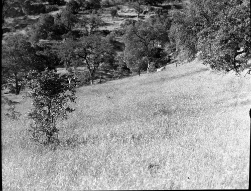 Foothills southwest of Three Rivers, Misc. plant communities, Oak grassland