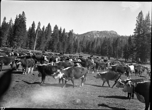 Grazing, Meadow studies, roundup at Rowell, Lackey's gathering, Misc. meadows, light leak