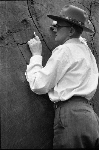 NPS Individuals, Frank Been counting annual rings on Giant Sequoia section