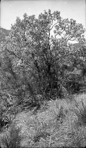 Misc. plants, Manzanita, Arctostaphylos viscida