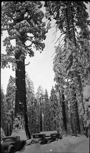 Winter Scenes, Vehicular Use, old cars in snow