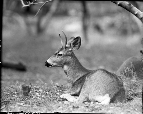 Deer, Mule Deer, spike buck