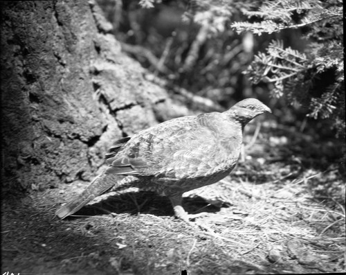 Misc. Birds, Male Sierra Grouse, Camp Kaweah