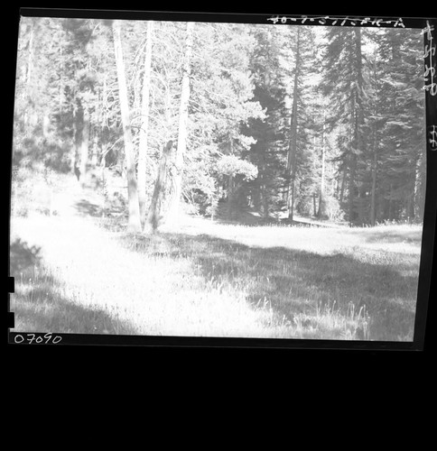 Meadow studies, Frypan Meadow, permanent meadow photo plot study. Misc. Meadows