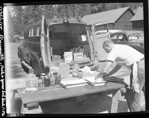 Deer, Fish and Game lab truck studying deer