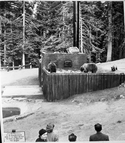 Bears and Bear Damage, Bear feeding platform, Bear Hill