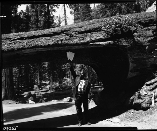 Foreign Visitors, Moses Makawaga, Zambia, Africa at Tunnel Log