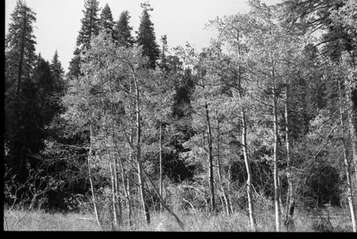 Aspens, Crescent Meadow. Misc. Trees, Foliage, and Cones or Fruit