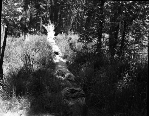 Fallen Giant Sequoias, Fallen sequoia, Upper Paradise Campground. Montane Meadow Plant Community