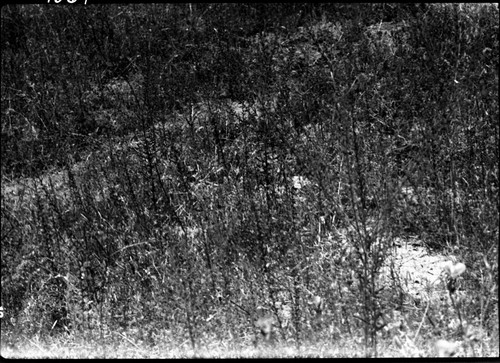 Research plots, showing unexplained gopher mounds. Neg. copied reversed