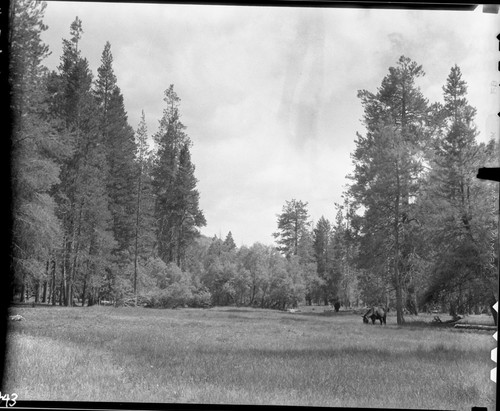 Misc. Meadows, Upper Funston Meadow, Montane Meadow Plant Community