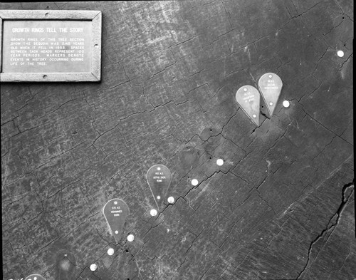 Exhibits, Giant Sequoia Sections, Section with dates on rings, Round Meadow