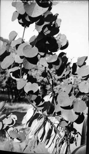 Misc. plants. Cercis Occidentalis. Red bud