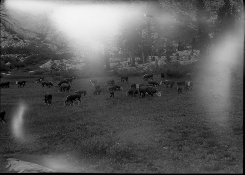 Meadow studies, Grazing, small 12 acre meadow at upper end of Crowley, no stock here previously this season. 22 calves, 2 bulls, 32 cows=total 56 head. Light leaks