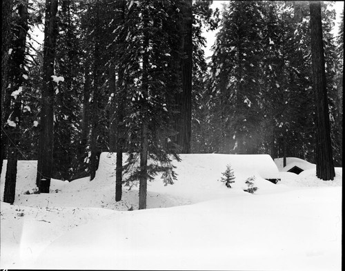 Record Heavy Snows, Giant Forest in deep snow