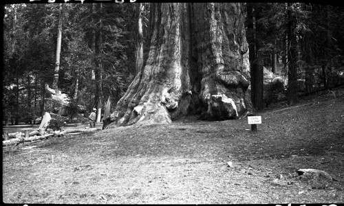 Grant Tree, General Grant Tree, signs