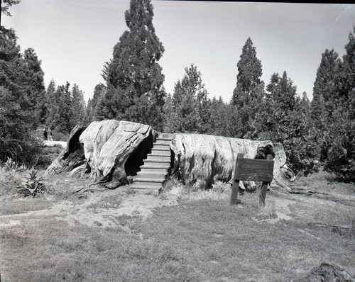 Giant Sequoia Stumps, Mark Twain Stump