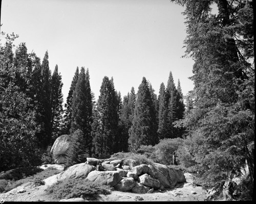 Young Giant Sequoias, Along Sawed Tree Trail