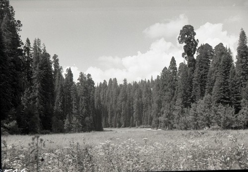 Crescent Meadow, Montane Meadow. Plant Community