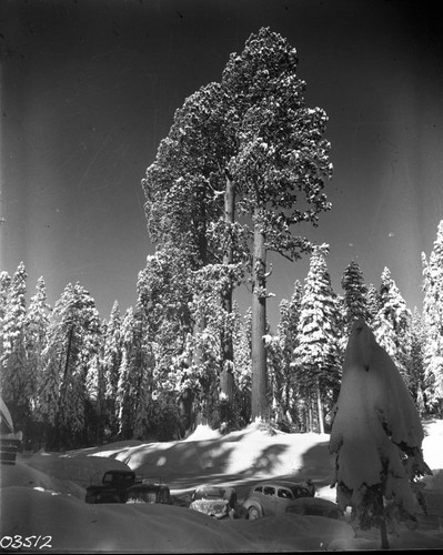 Giant Sequoia Winter Scenes, Misc. Named Giant Sequoias, Vehicular Use. Three Graces. (negative scratched)