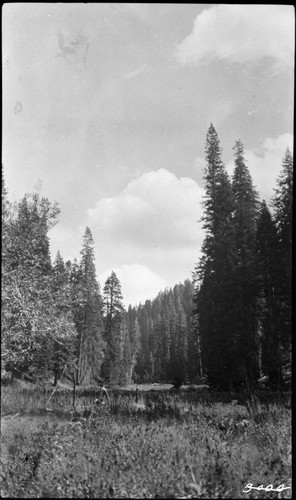 Crescent Meadow, Montane Meadow Plant Community