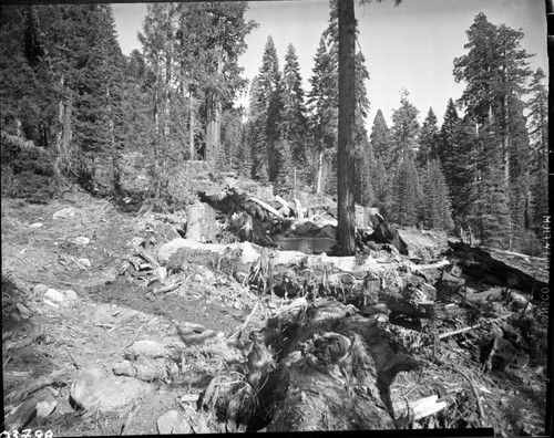 Dillwood, Logging, Cut-off area at Dillonwood