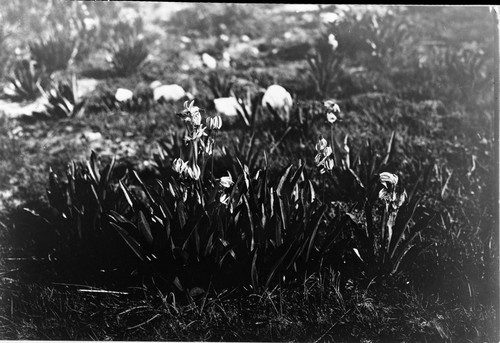 Misc. Plants, Shooting Stars